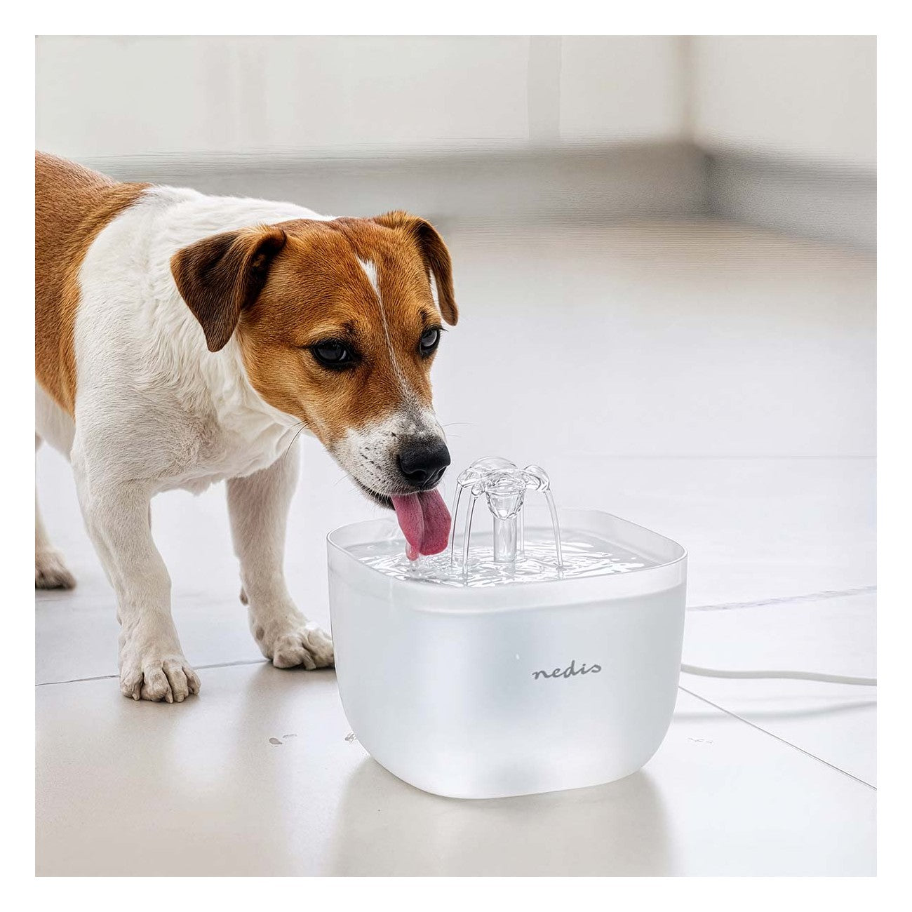 Bebedouro para Cães e Gatos 2L